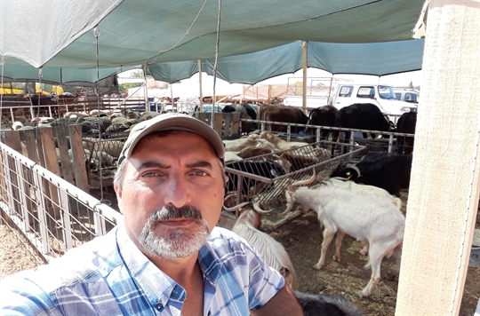 Adaklık Koyun Kuzu Koç Erkeç satışı İzmir