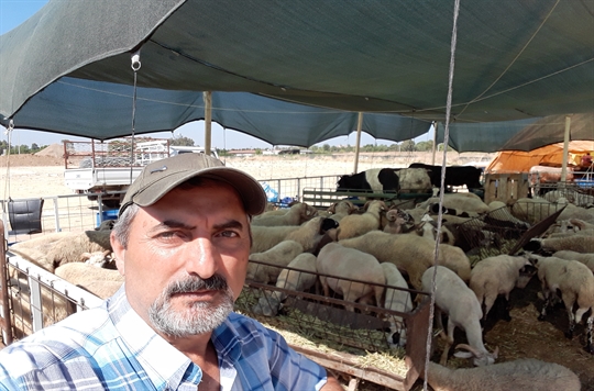 Koyun Kuzu Koç Erkeç Dana Düve satışı İzmir