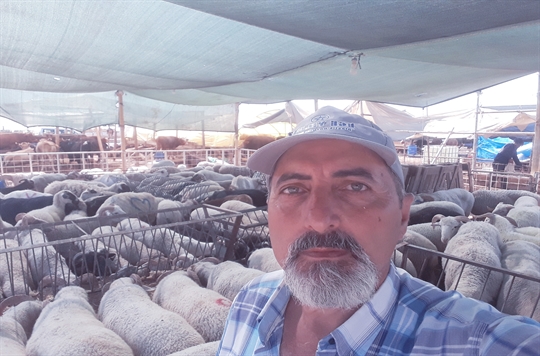 Koyun Kuzu Koç Erkeç satışı İzmir